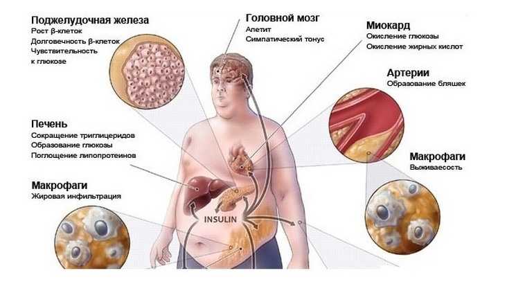 Влияние Лишнего Веса На Организм