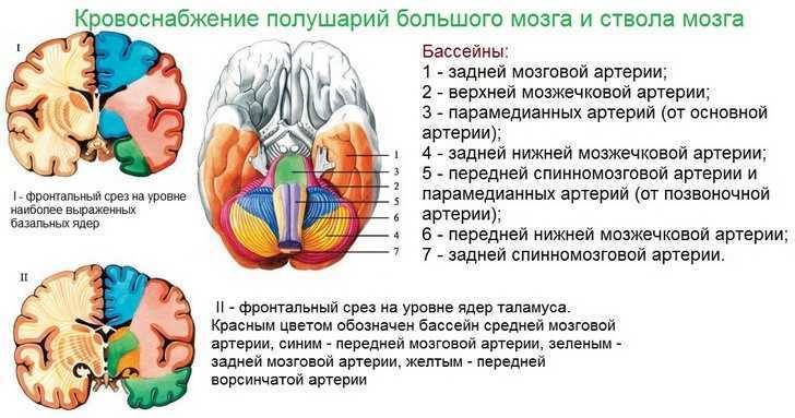 Кровоснабжение полушарий головного мозга