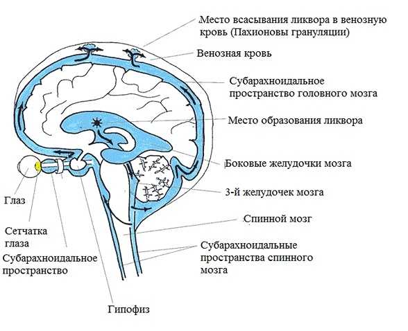 Движение ликвора в головном мозге у взролого