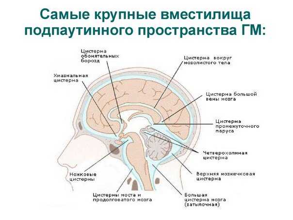 Цистерны подпаутинного пространства головного мозга