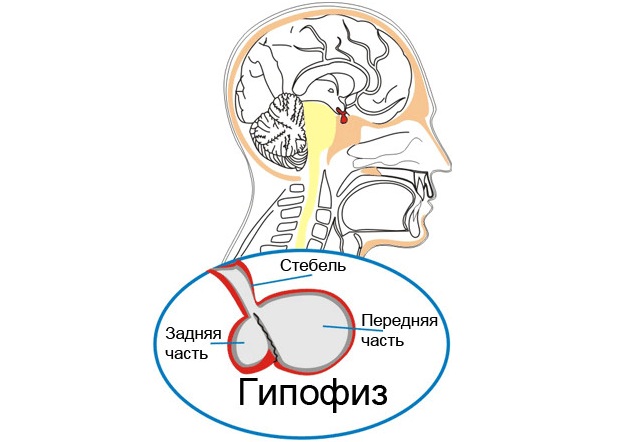 Гипофиз головного мозга